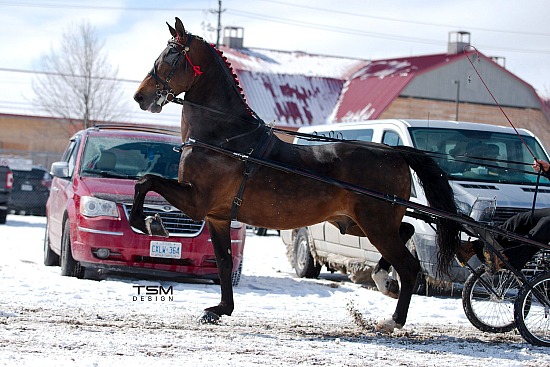 2024 Olex Stallion Presentation 