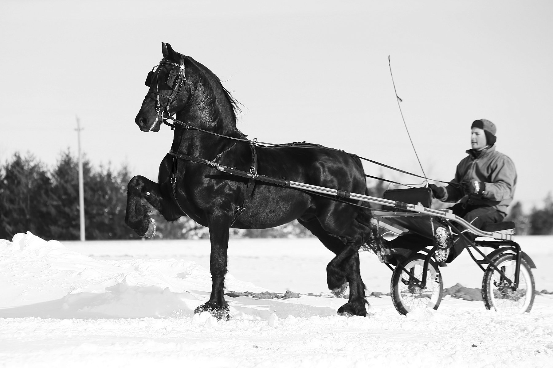 Friesian Image.jpg